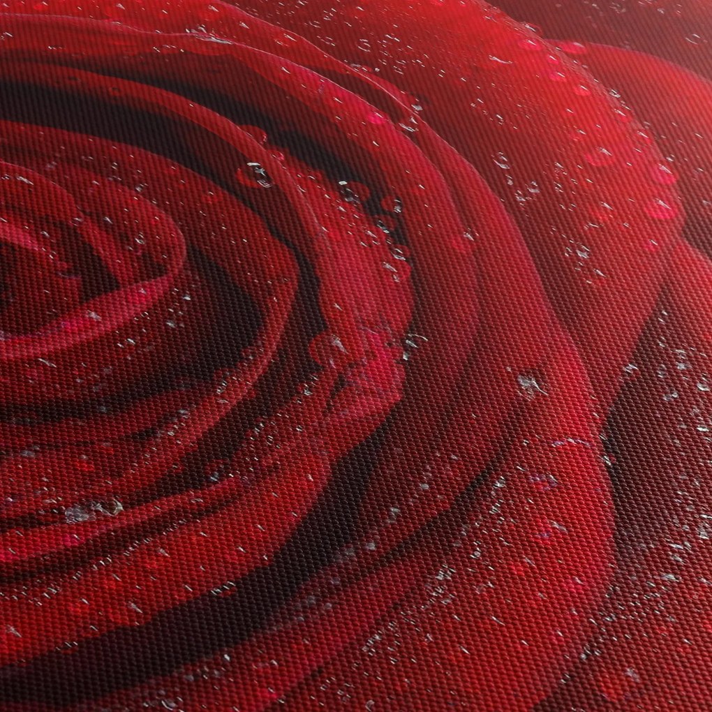 Obraz - detail ruže (120x50 cm)