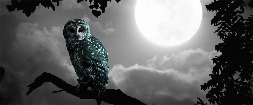 Obraz - Nočná sova, modrá (120x50 cm)