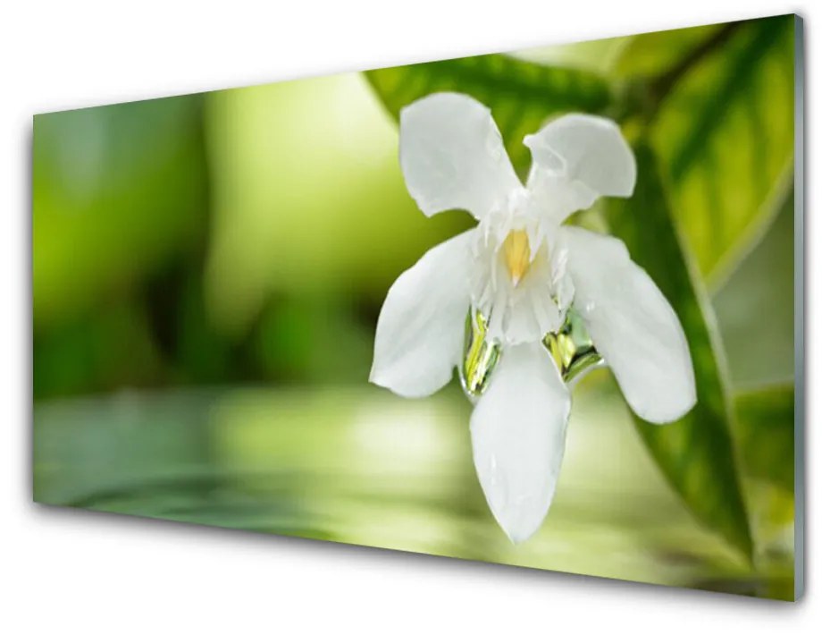 Obraz na akrylátovom skle Kvet listy 140x70 cm