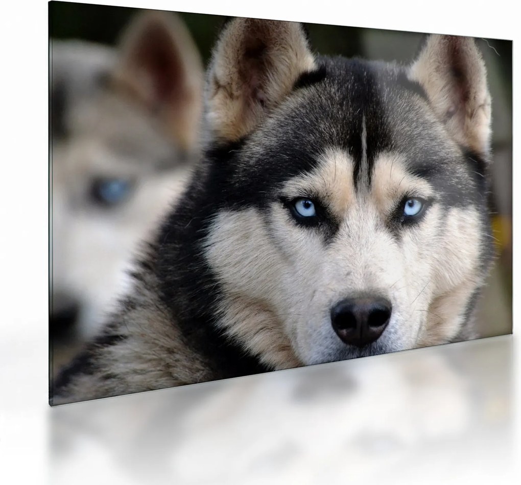 Sklenený obraz psa husky (70x50 cm)