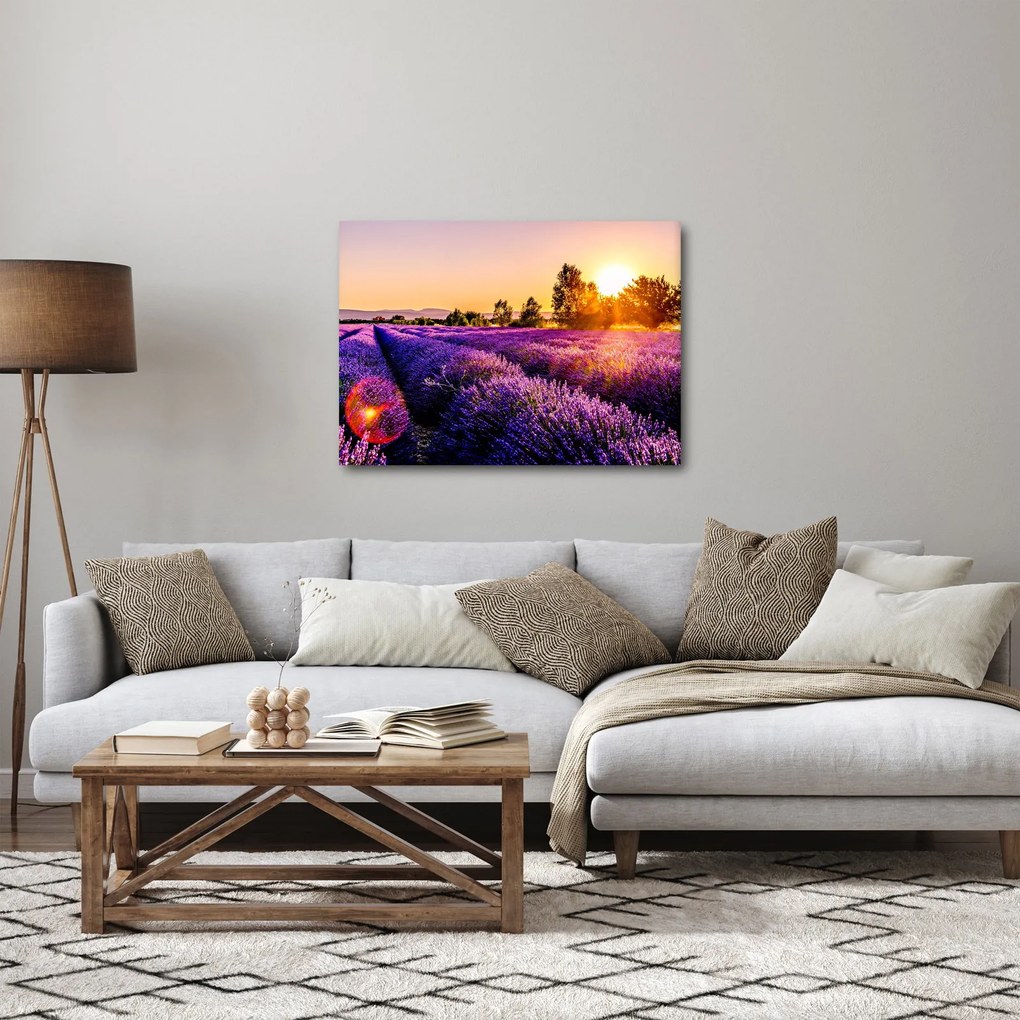 Obraz levanduľového poľa (70x50 cm)
