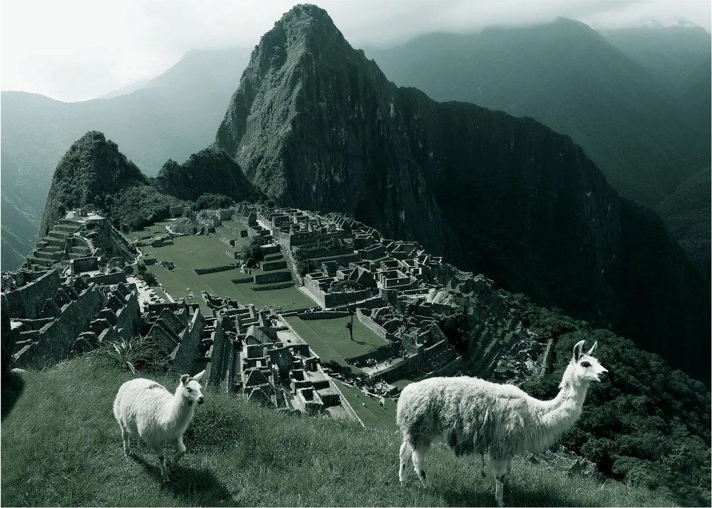 Obraz - Lamy na Machu Picchu v Peru (70x50 cm)