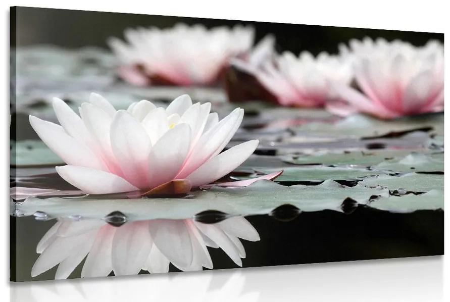 Obraz lotosový kvet Varianta: 120x80