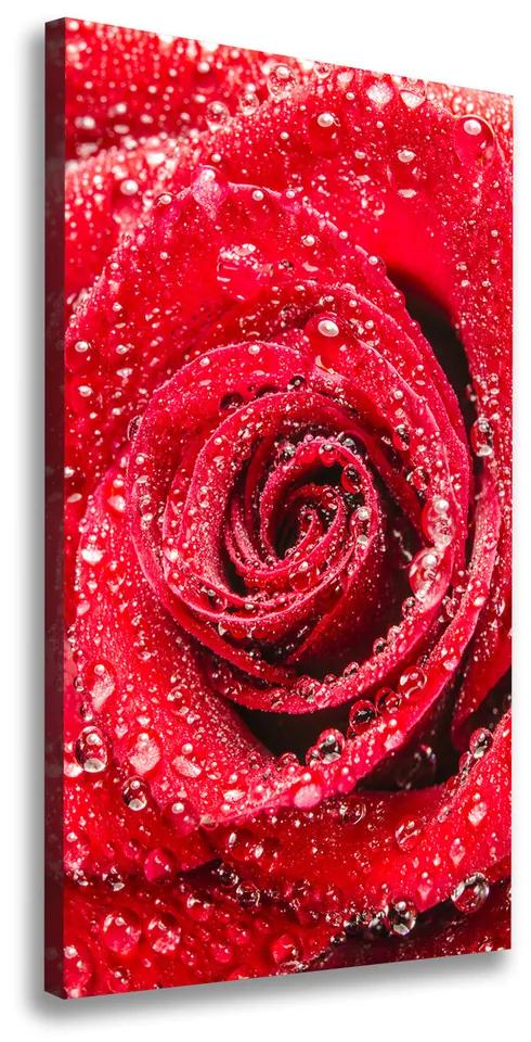 Foto obraz na plátne Červená ruža pl-oc-50x100-f-83790041