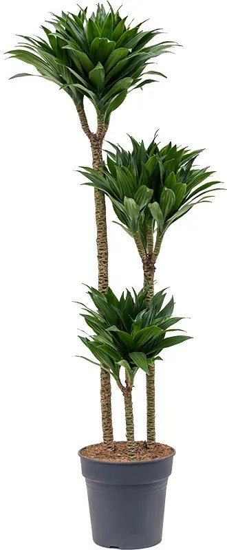 Dracaena fragrans compacta 24x135 cm