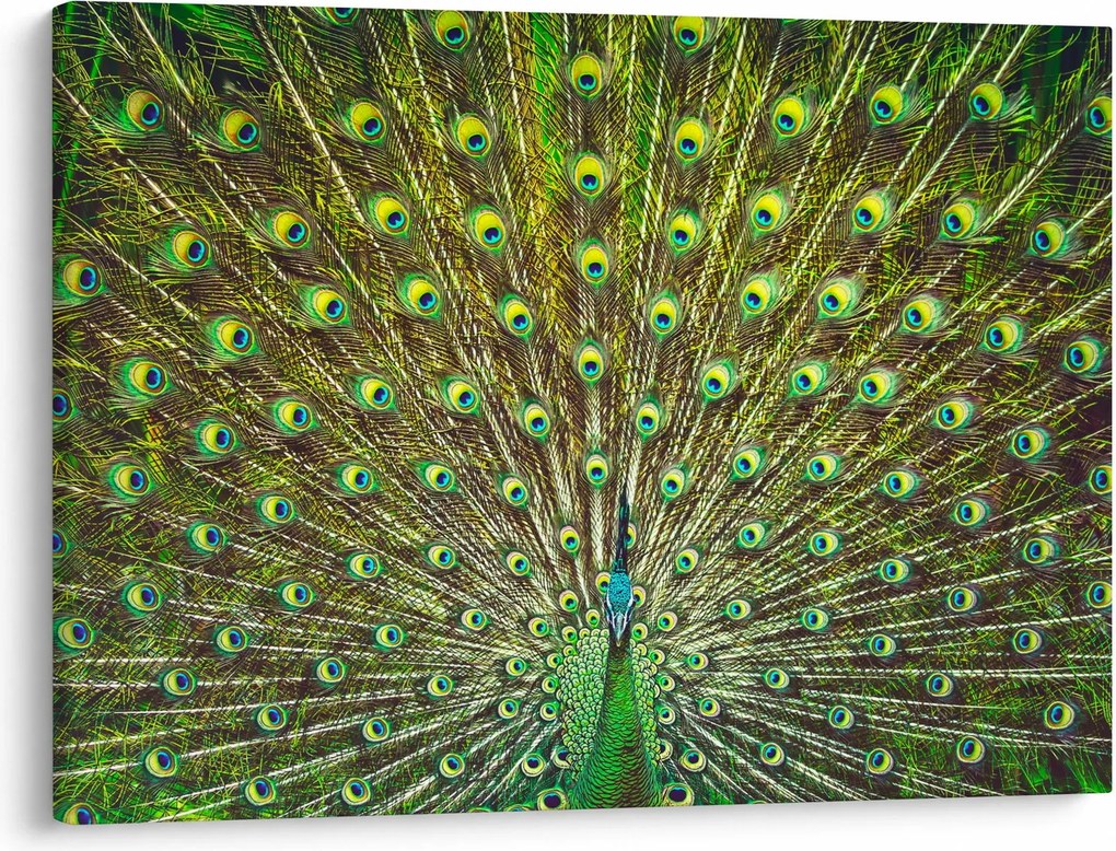 Obraz - Páv (70x50 cm)