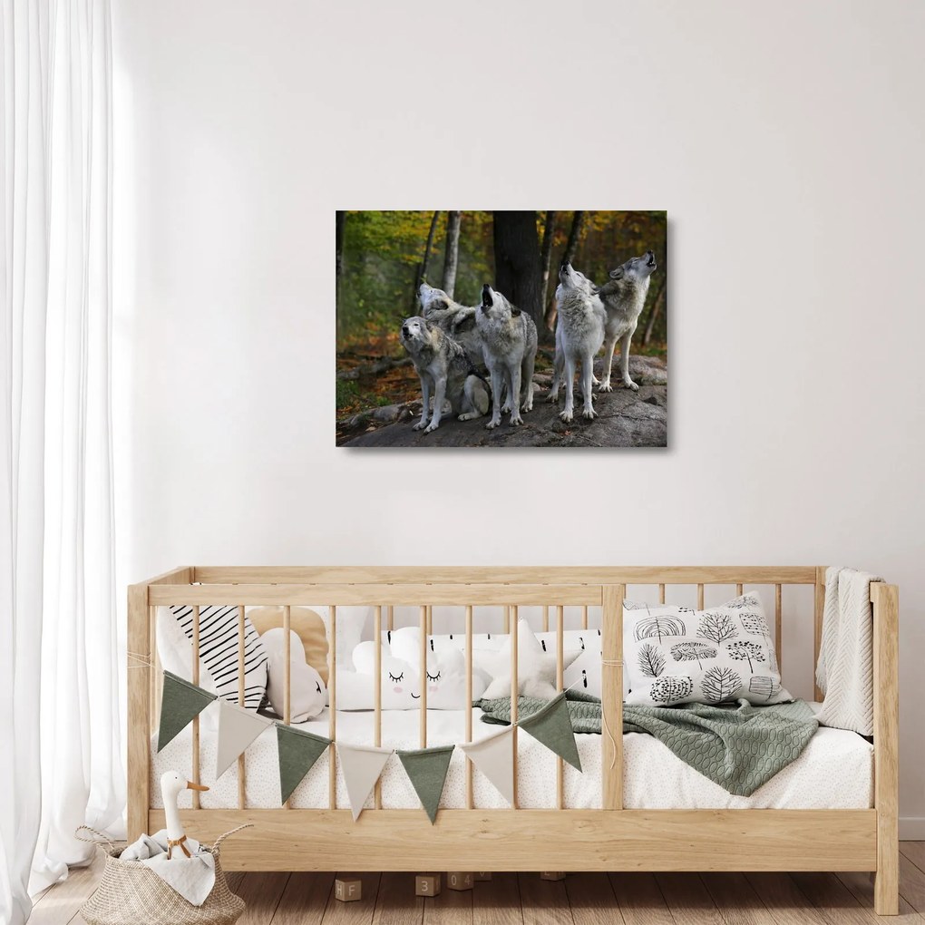 Sklenený obraz - Vlci na skale (70x50 cm)