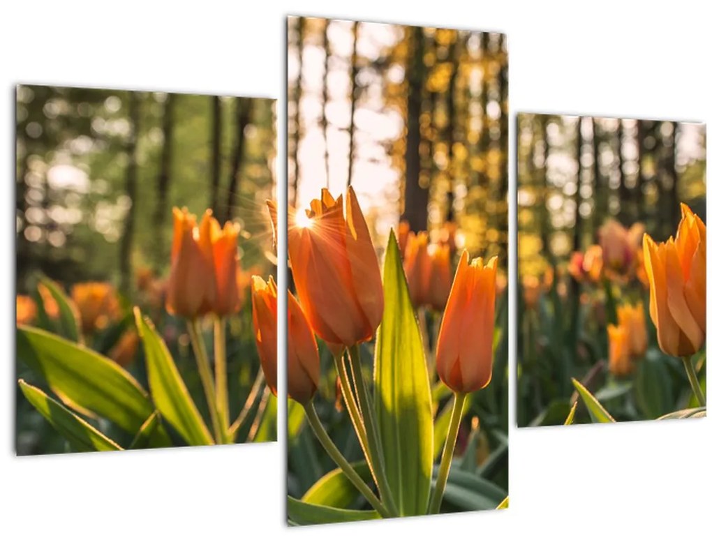 Obraz - kvety tulipánov (90x60 cm)