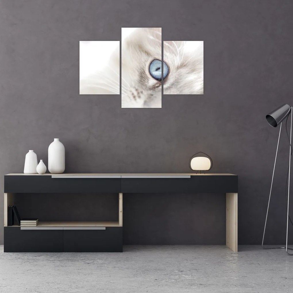 Obraz - Mačka s modrými očami (90x60 cm)