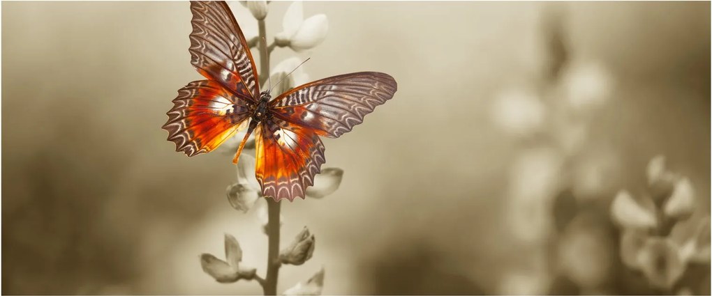 Obraz motýľa (120x50 cm)