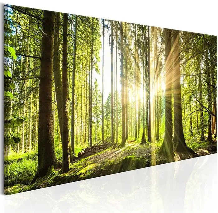 Obraz - Daylight Veľkosť: 150x50, Verzia: Premium Print