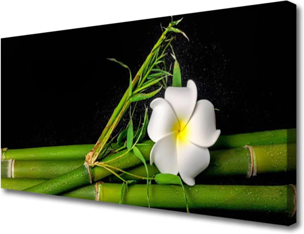 Obraz na plátně Bambus Kvet Rastlina