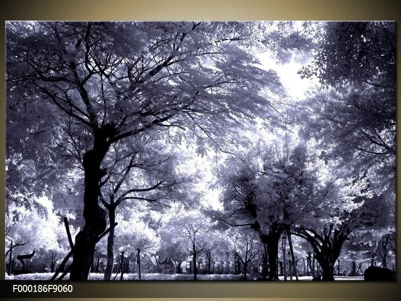Obraz na plátne Stromy čiernobiele, Obdĺžnik 90x60cm 60,8 €