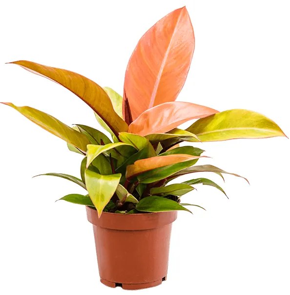 Philodendron Red Sun 12x25 cm