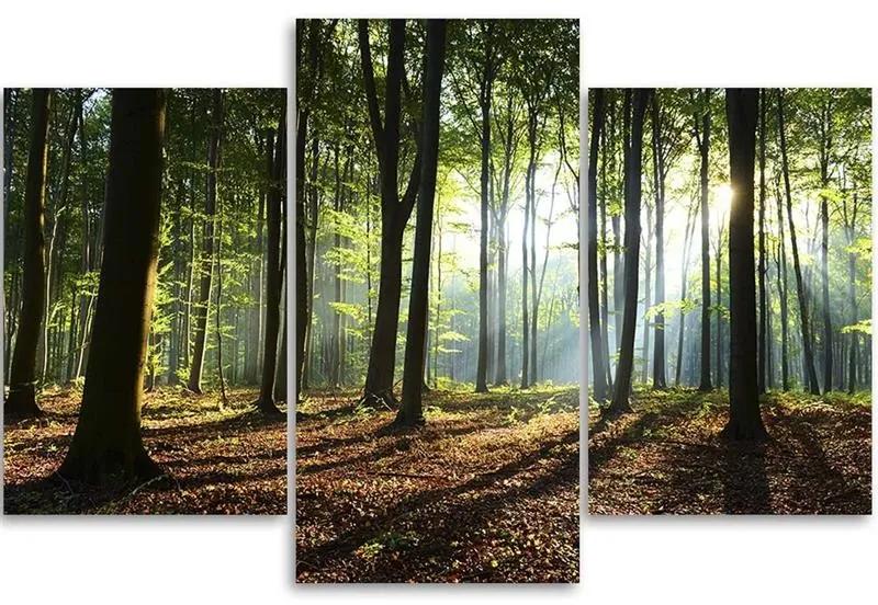 Gario Obraz na plátne Slnečné lúče v lese - 3 dielny Rozmery: 60 x 40 cm
