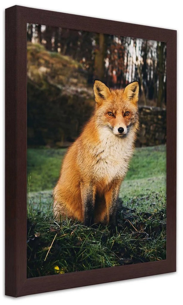 Gario Plagát Líška v lese Farba rámu: Bez rámu, Rozmery: 40 x 60 cm