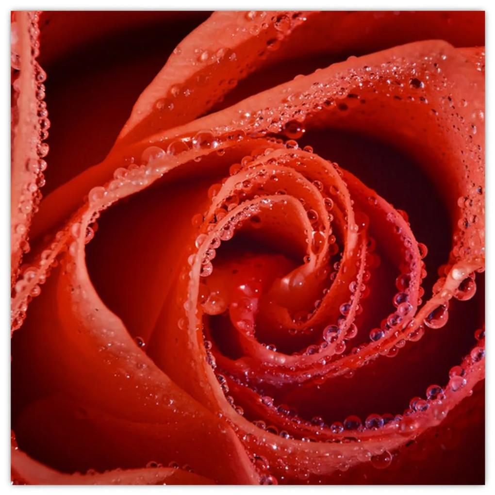 Obraz ruže