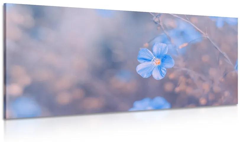 Obraz modré kvety na vintage pozadí Varianta: 100x50