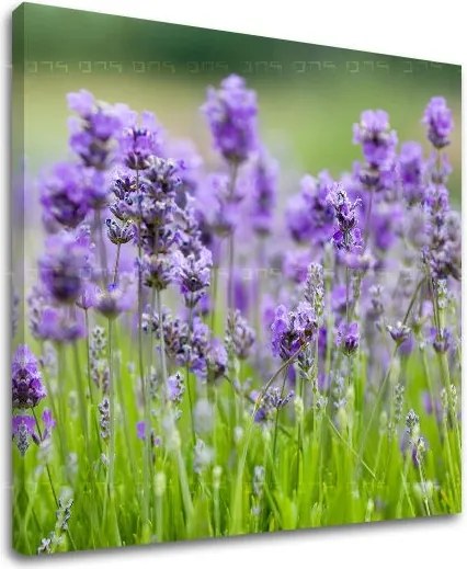 Obraz na stenu KVETY XOBKV146E12 - 70x70 cm