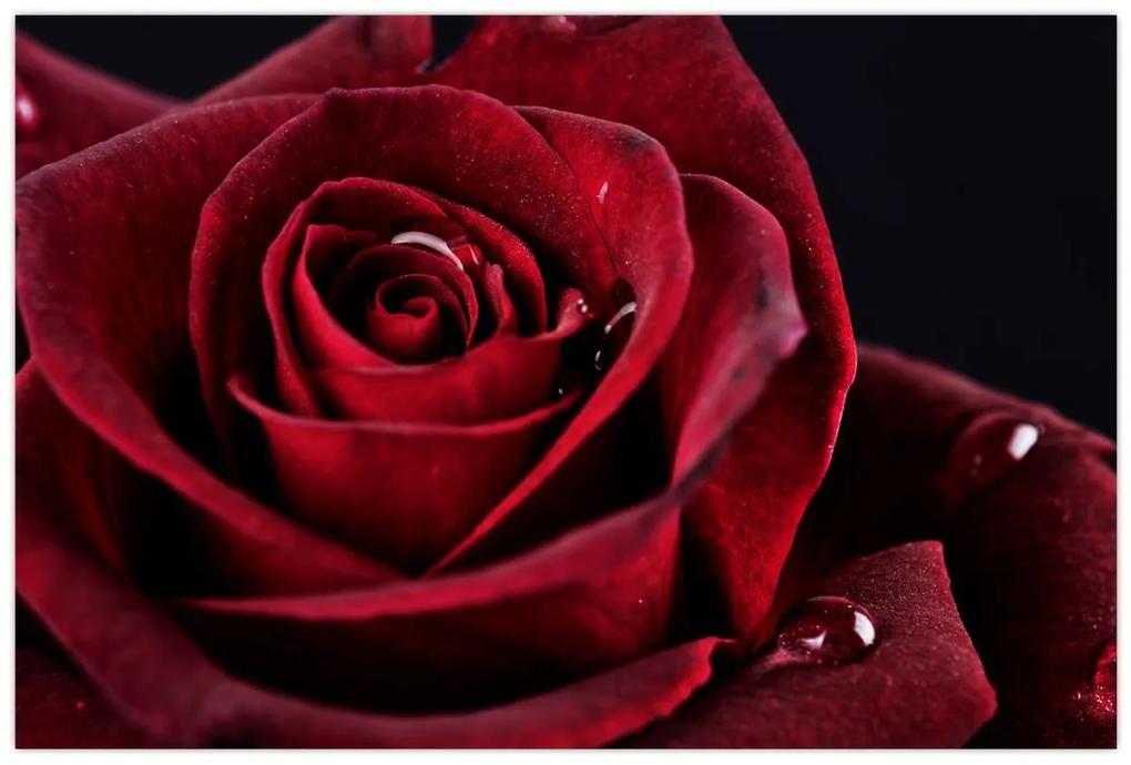 Obraz - Červená ruža (90x60 cm)