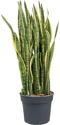 Sansevieria trifasciata Laurentii 38x140 cm