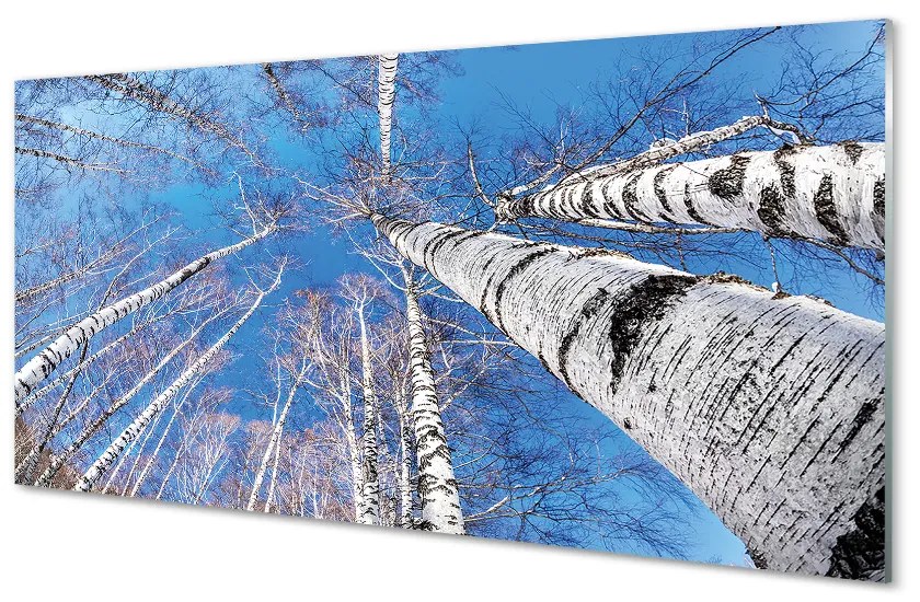 Nástenný panel  breza neba 100x50 cm