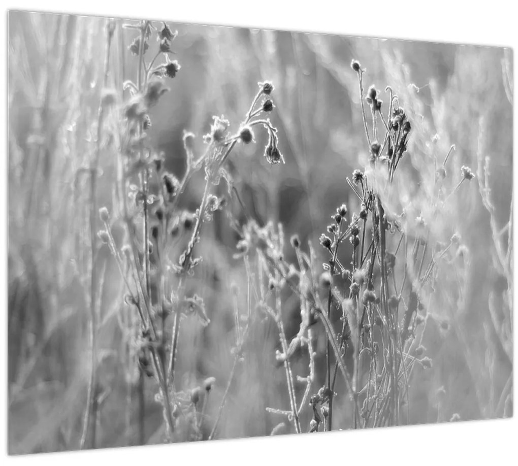 Obraz - Divoká lúka (70x50 cm)