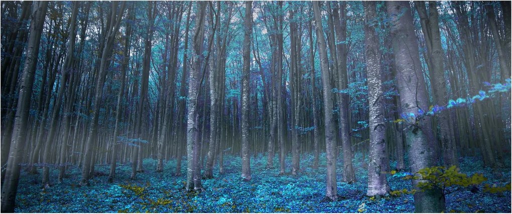 Obraz - Magický les (120x50 cm)