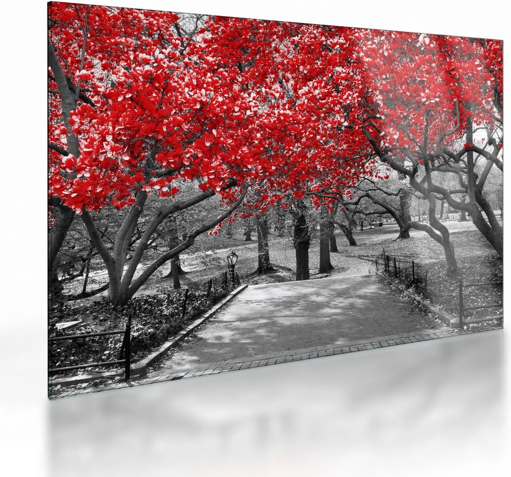 Sklenený obraz - Červené stromy, Central Park, New York (70x50 cm)