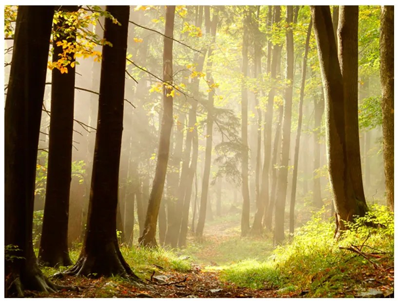 Artgeist Fototapeta - Mysterious forest path Veľkosť: 196x154, Verzia: Samolepiaca