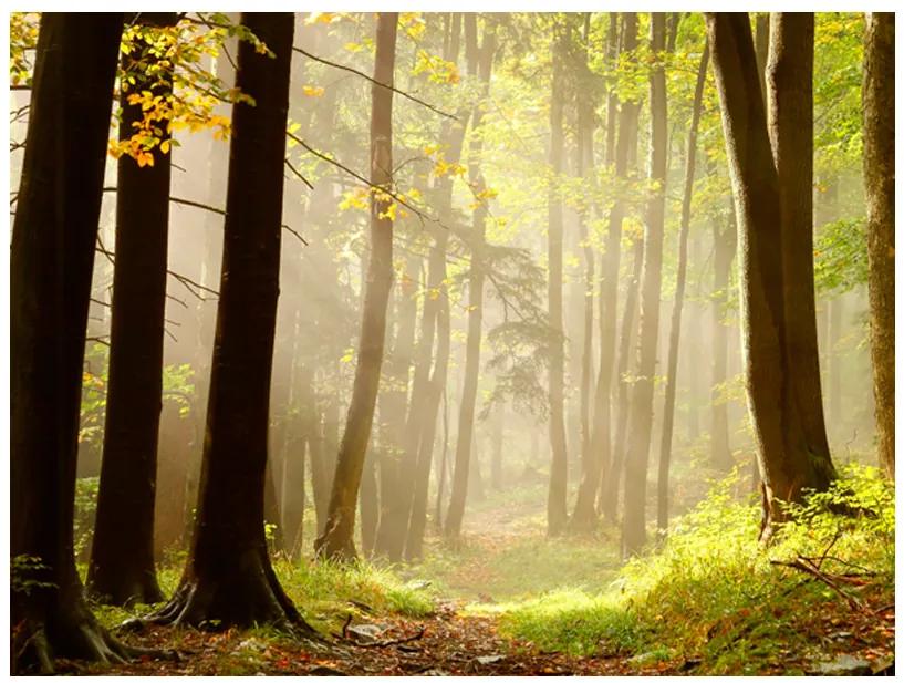 Artgeist Fototapeta - Mysterious forest path Veľkosť: 200x154, Verzia: Standard