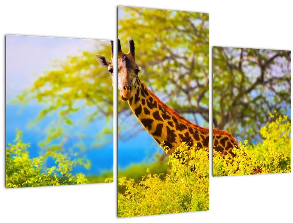 Obraz žirafy v Afrike (90x60 cm)