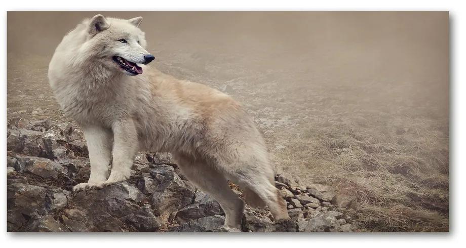 Foto obraz akrylový na stenu Biely vlk na skale pl-oa-140x70-f-60381309