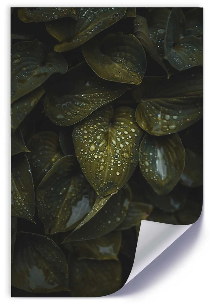 Gario Plagát Kvapky vody na listoch Farba rámu: Bez rámu, Rozmery: 40 x 60 cm
