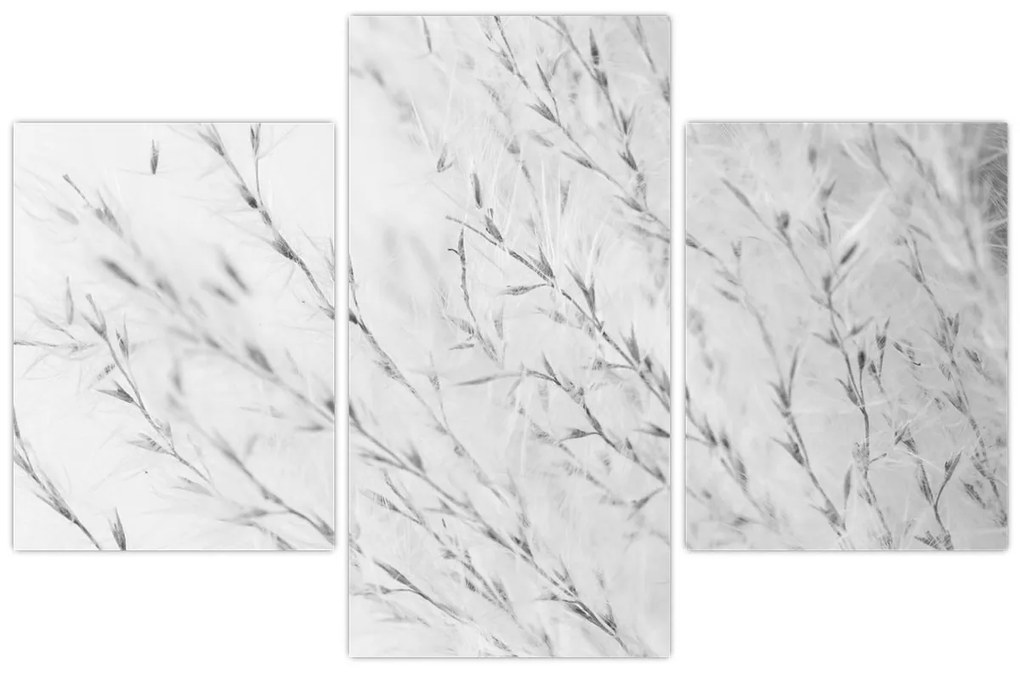 Obraz - Pampas grass N⁰2 (90x60 cm)