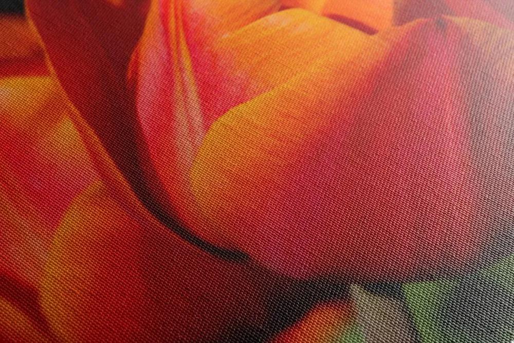 Obraz nádherné tulipány na lúke Varianta: 120x80