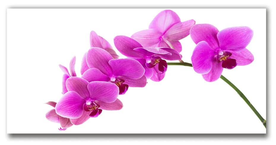 Foto obraz akrylový Ružová orchidea pl-oa-140x70-f-67691978