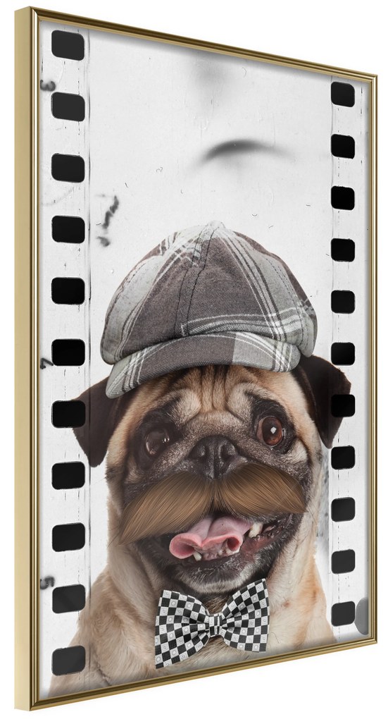 Artgeist Plagát - Pug In Hat [Poster] Veľkosť: 20x30, Verzia: Zlatý rám s passe-partout