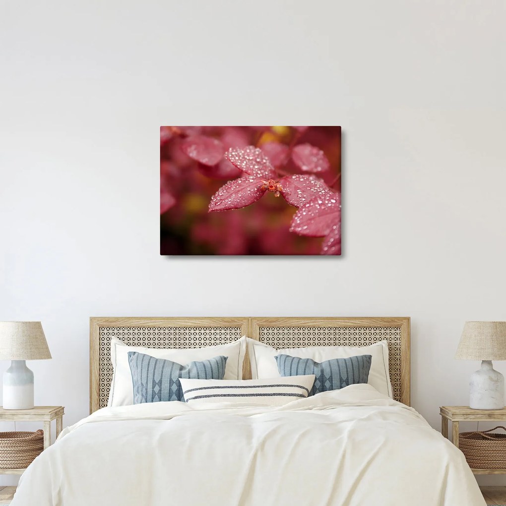 Obraz - Makro snímka lístka (70x50 cm)