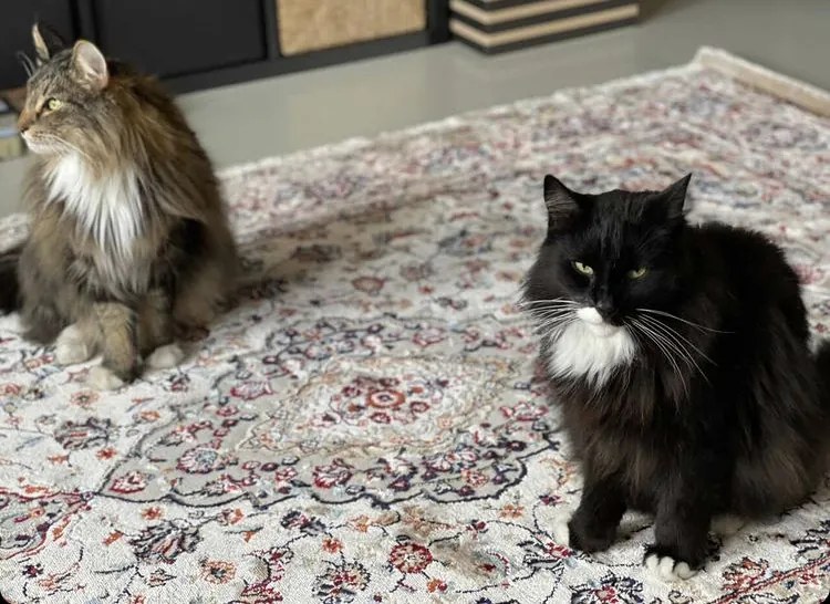 Obsession, Kusový koberec Isfahan 740 beige, 200x290, béžová, obývacia izba