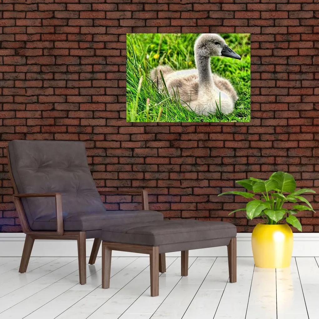 Sklenený obraz - malá labuť v tráve (70x50 cm)