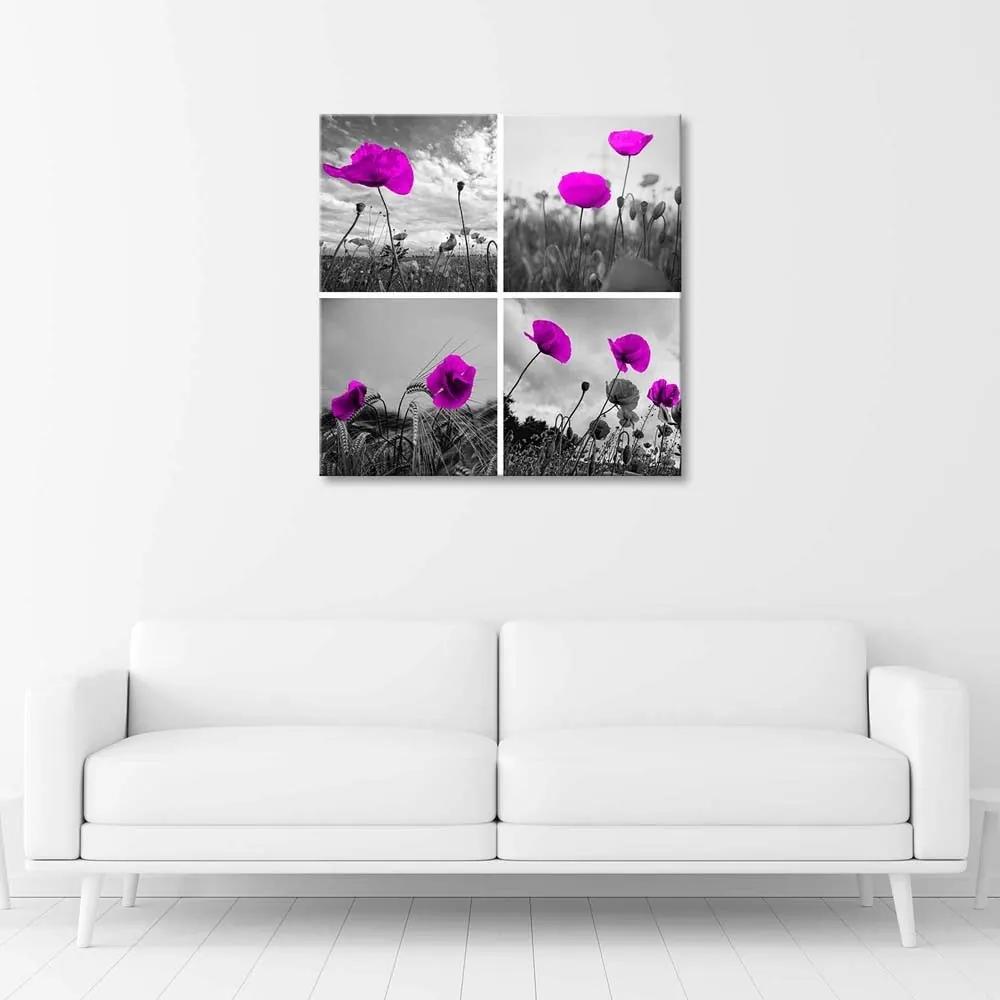 Obraz na plátně Sada fialových polních máků - 50x50 cm