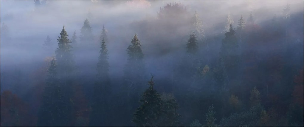 Obraz - Les v hmle, Karpaty, Ukrajina (120x50 cm)