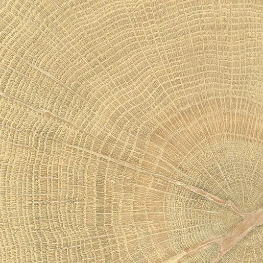 Dlažba Emil W-Circles oak 10x10 cm mat 00ENJD68