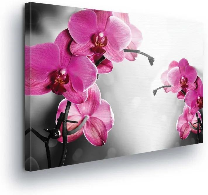 GLIX Obraz na plátne - Pink Orchid Flowers 100x75 cm