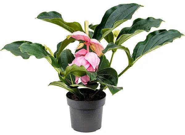 Medinilla magnifica 2+ flowers 17x55 cm