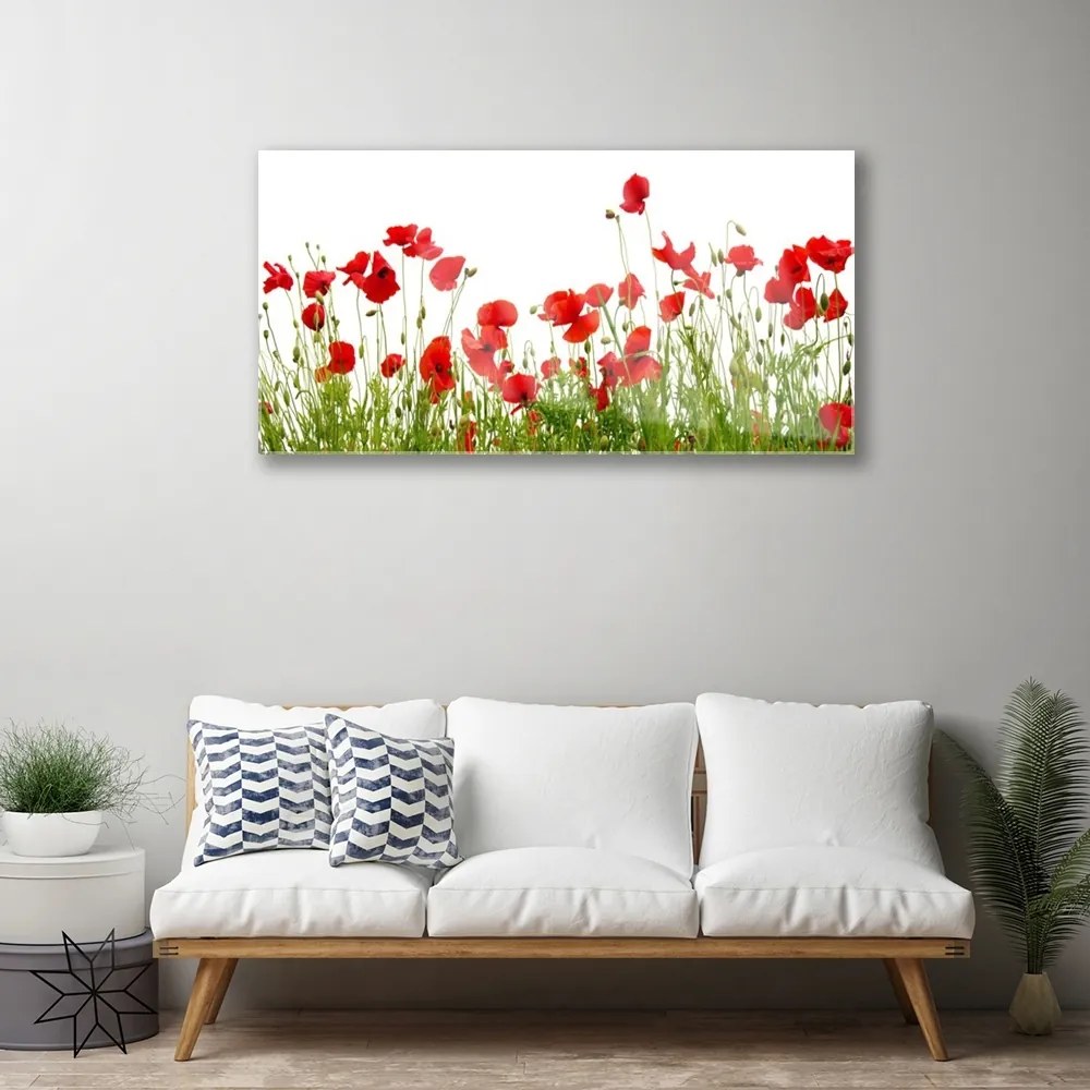 Obraz plexi Lúka maky kvety príroda 100x50 cm