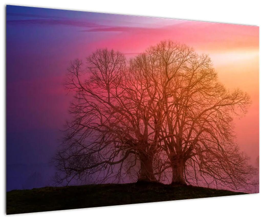 Obraz stromov v hmle (90x60 cm)