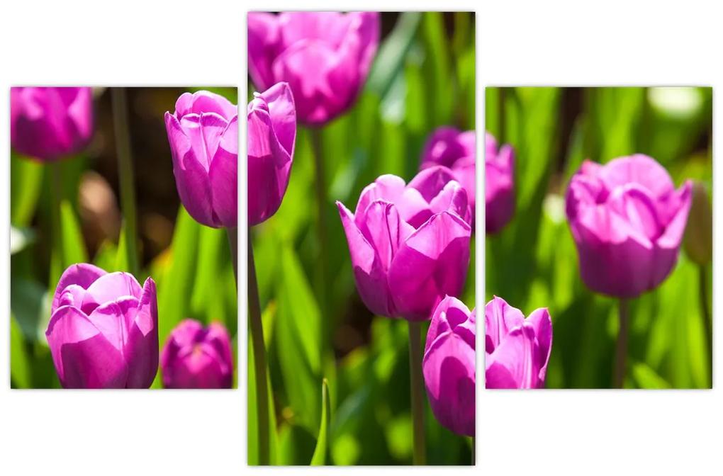 Obraz tulipánov na lúke (90x60 cm)