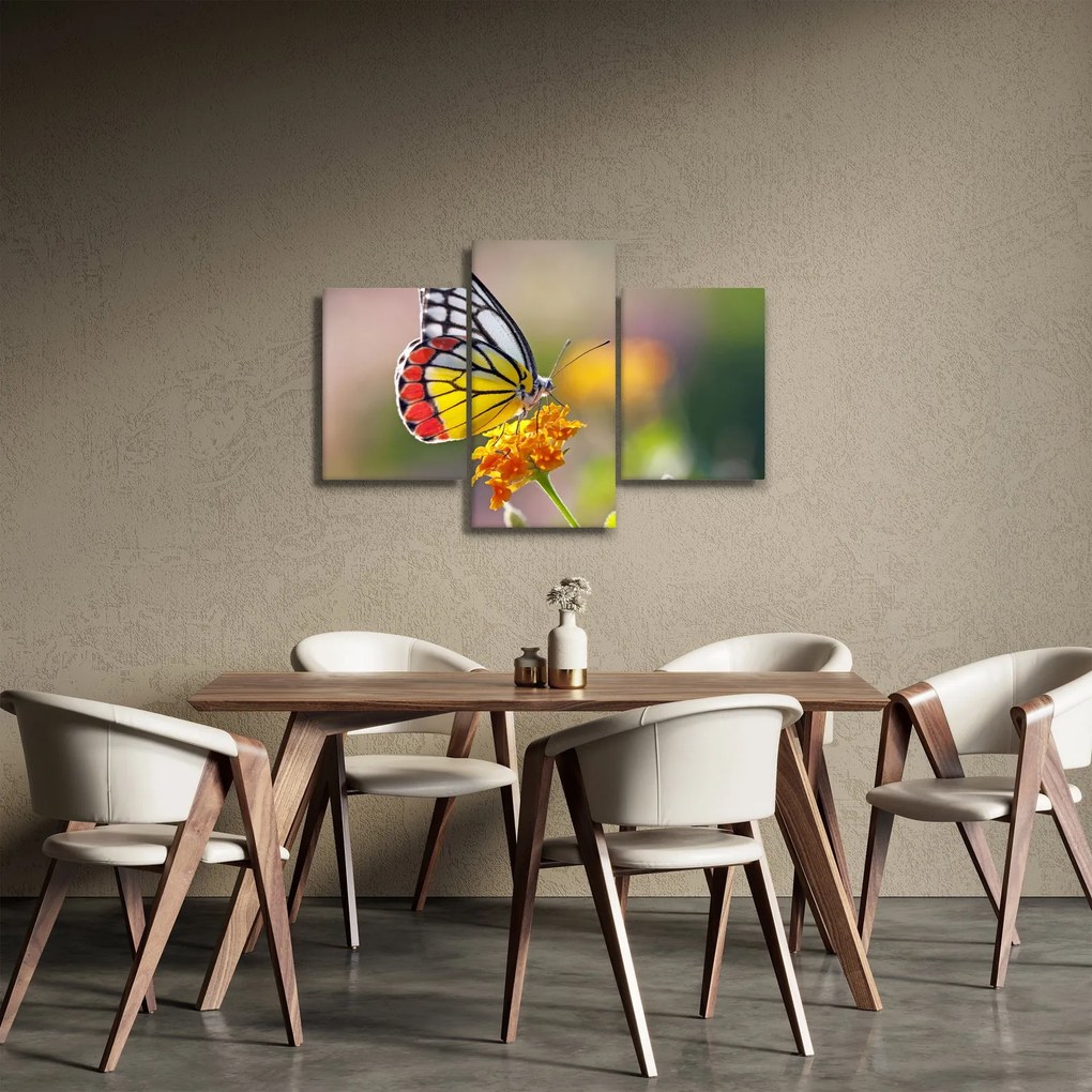 Obraz motýľa na kvete (90x60 cm)